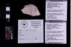 Foto (Objekt + Etiketten) von Ankylokypha parabola (Robins, Feldmann & Schweitzer, 2013) (NHMW-GEO-1990-0041-0458)